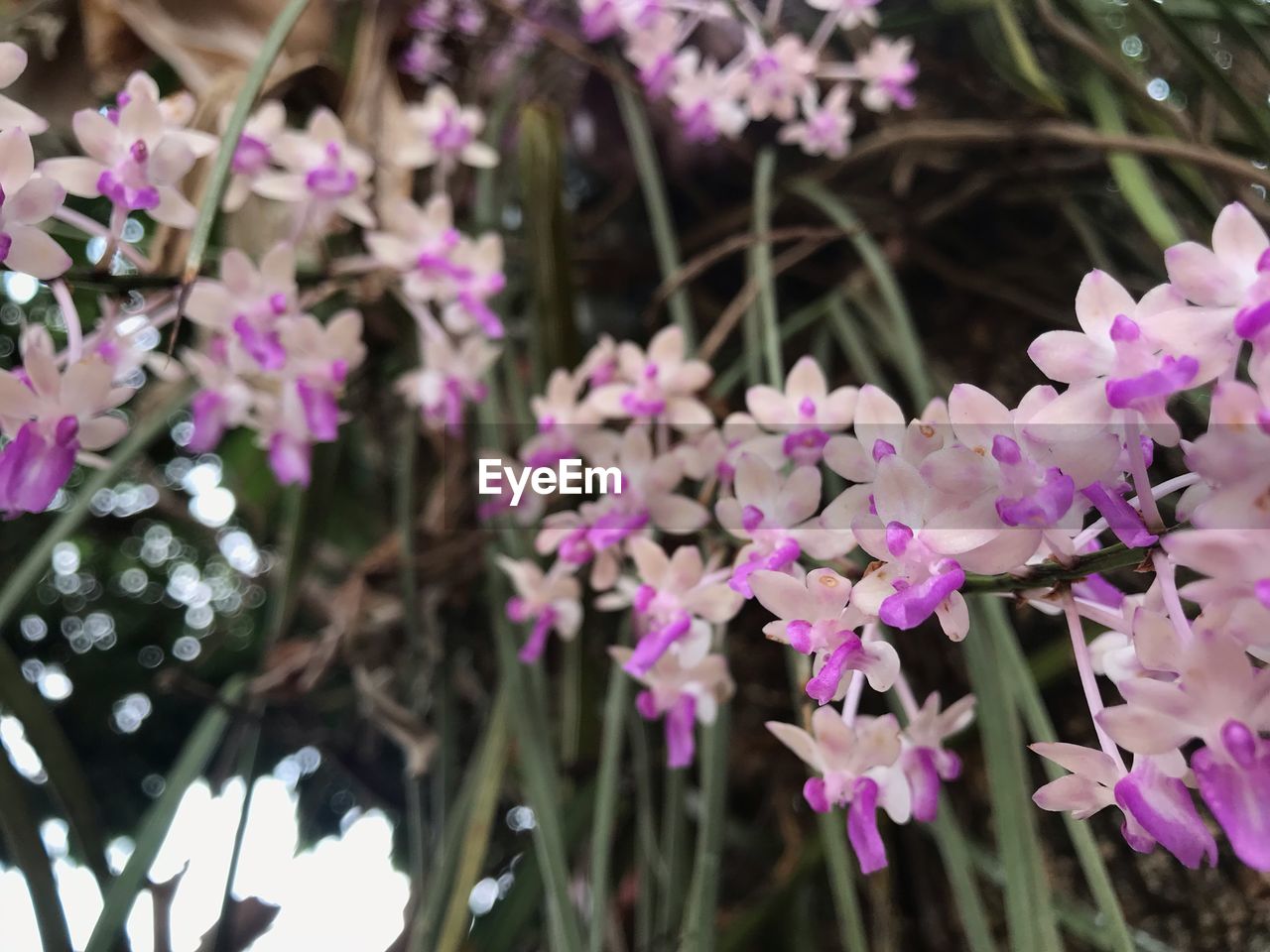 Close-up of pink flowers