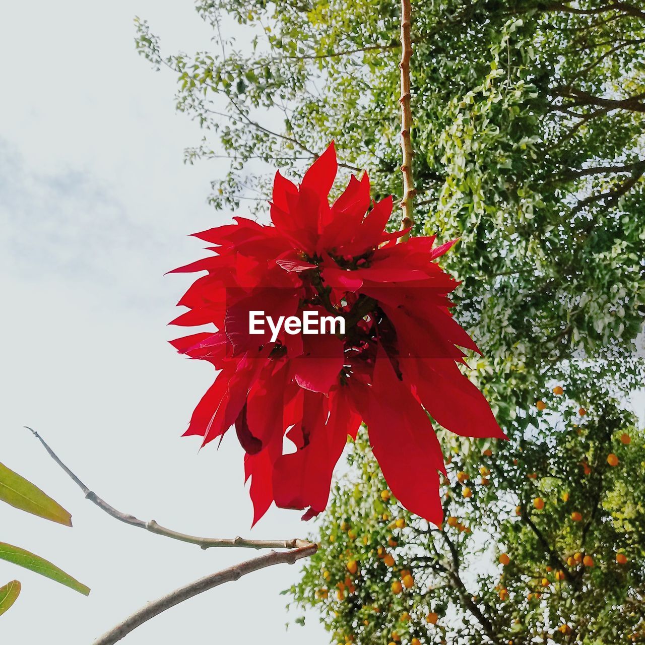 LOW ANGLE VIEW OF RED FLOWERING PLANT AGAINST SKY