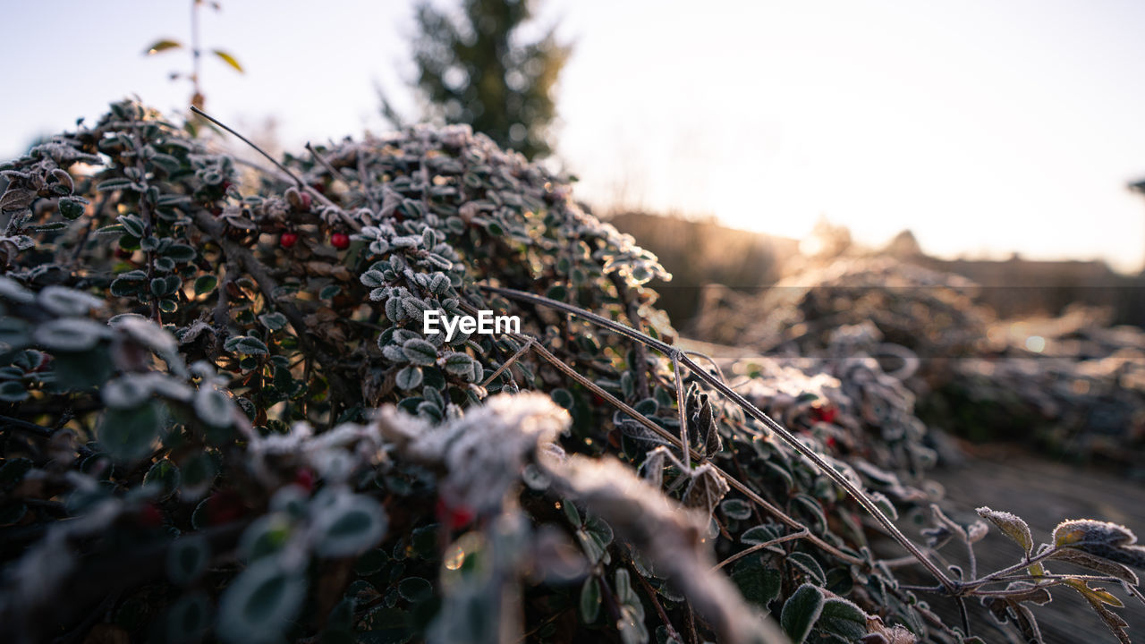 CLOSE-UP OF LICHEN ON FIELD