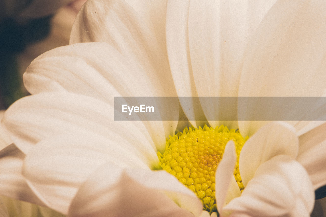 CLOSE-UP OF YELLOW FLOWERS