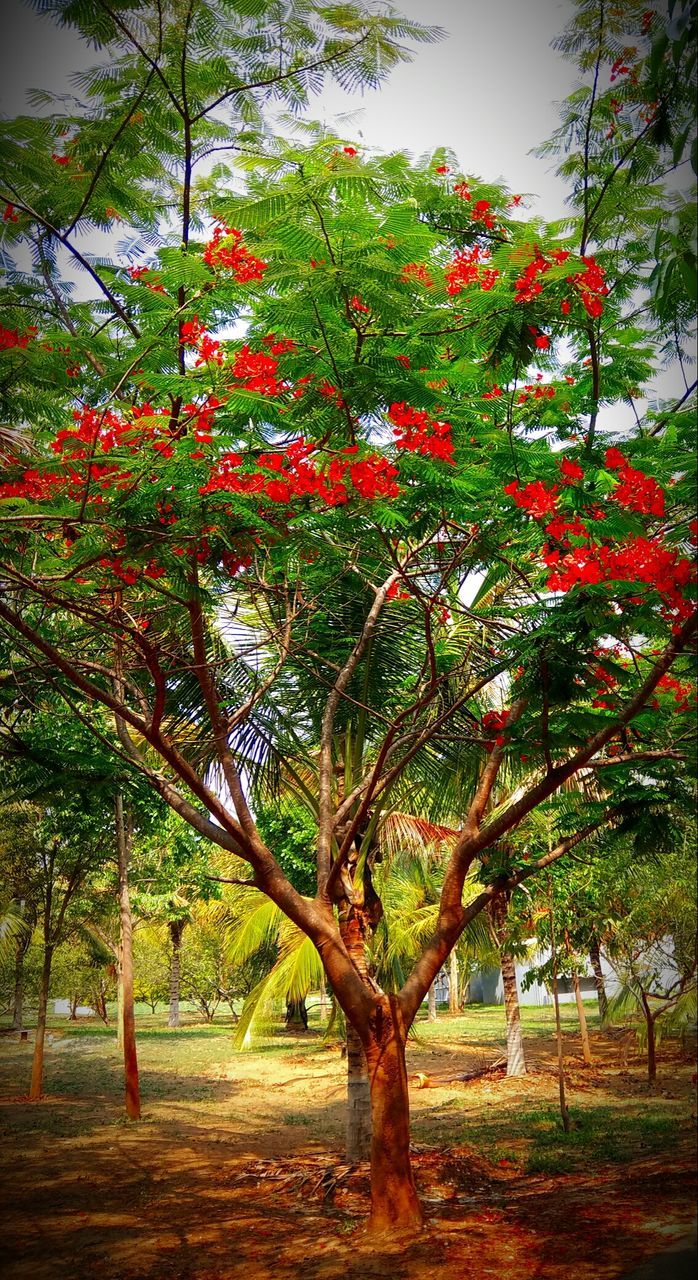 TREES AGAINST RED SKY