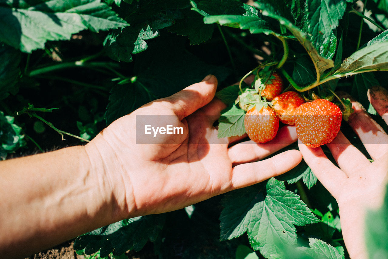 Cropped hands picking strawberries at farm