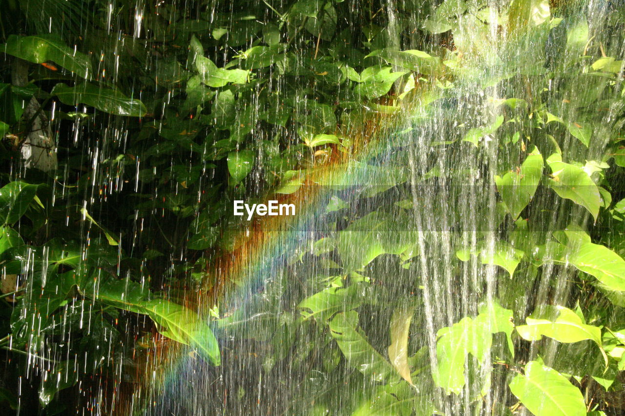 CLOSE-UP OF WET GRASS AGAINST BLURRED TREES