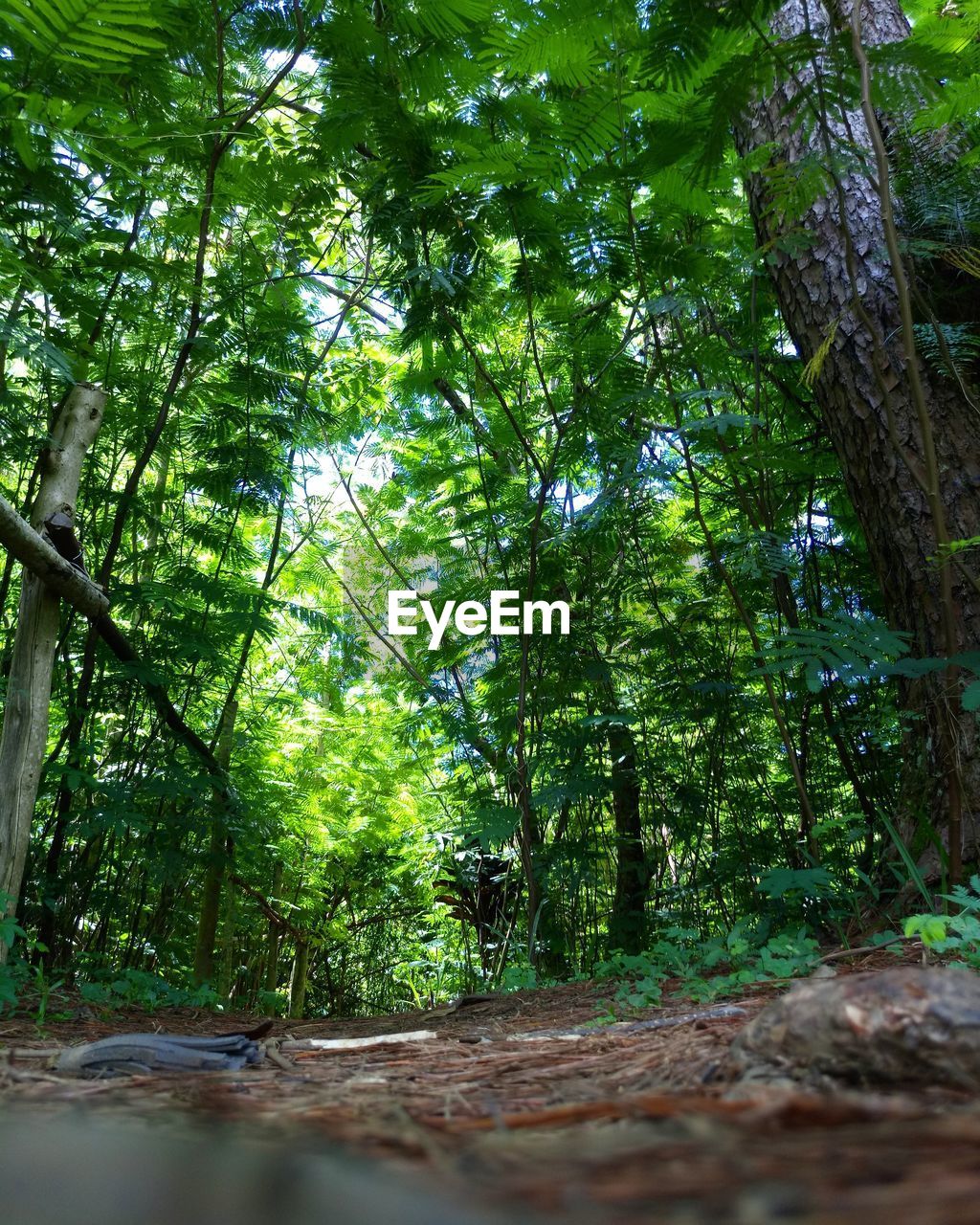 VIEW OF TREES IN FOREST