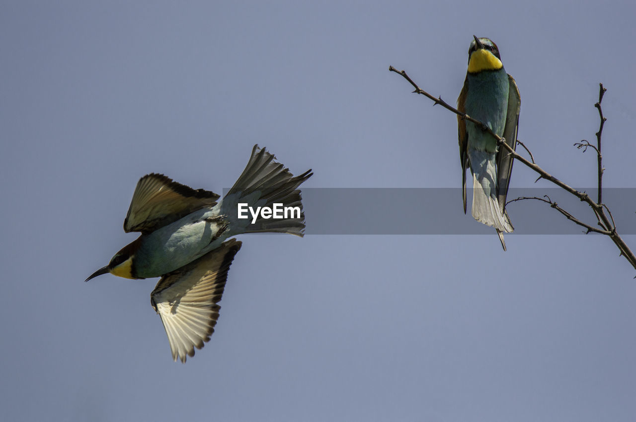 LOW ANGLE VIEW OF BIRDS FLYING