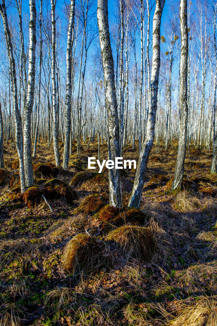 TREES IN FOREST DURING WINTER