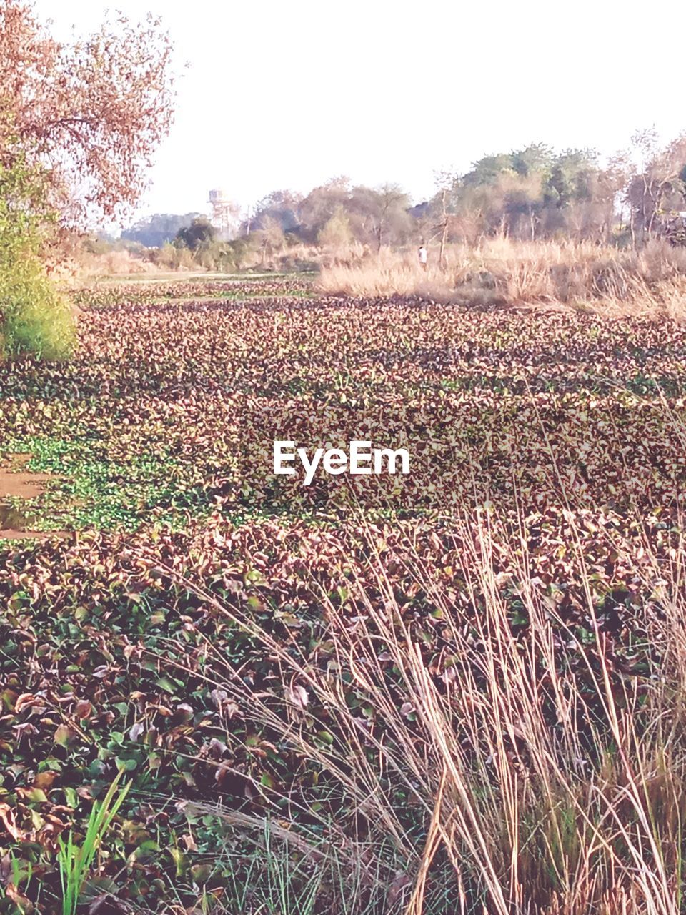 SCENIC VIEW OF FARM AGAINST SKY
