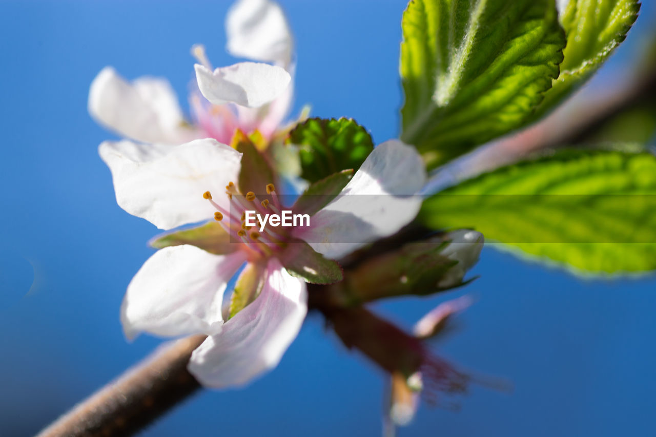 CLOSE-UP OF WHITE CHERRY BLOSSOM AGAINST BLUE SKY