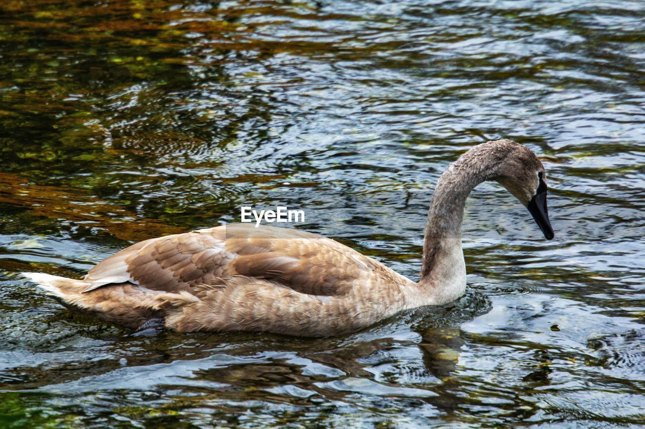 SWAN IN LAKE