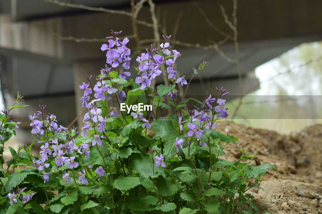 Close-up of purple flowering plants