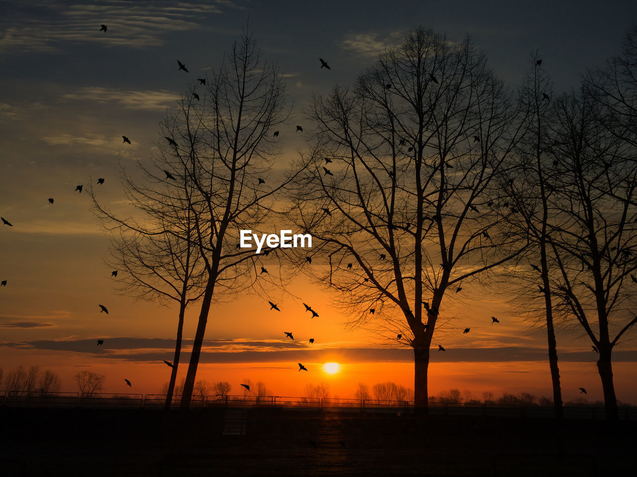 Silhouette bare trees and birds against sky during sunset