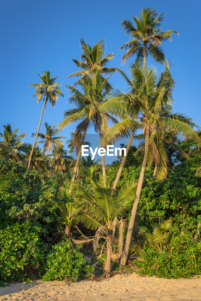 PALM TREES AGAINST CLEAR SKY