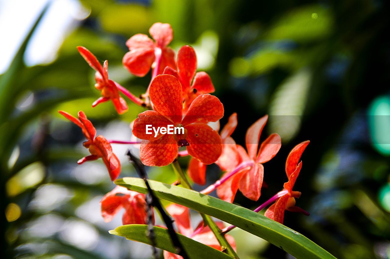 CLOSE-UP OF RED FLOWERS BLOOMING