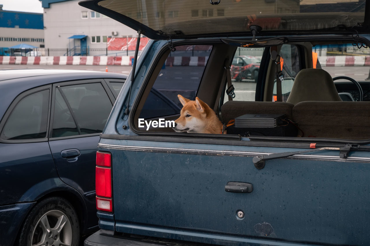 Dog in the trunk of a car in the parking lot looks to the side