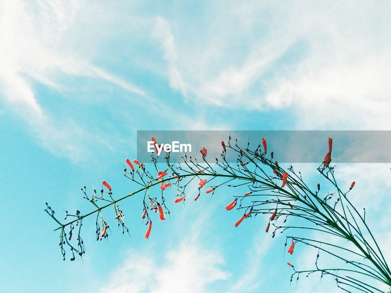 Low angle view of flowering plant against blue sky