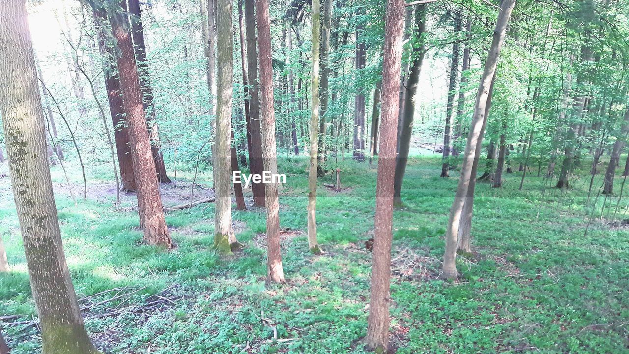 VIEW OF TREES IN FOREST