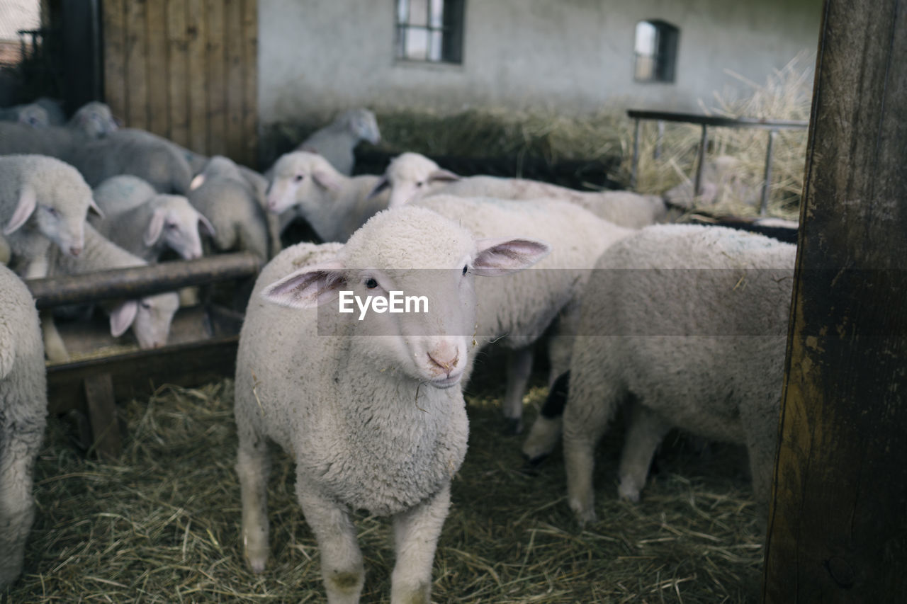 Lambs in animal pen