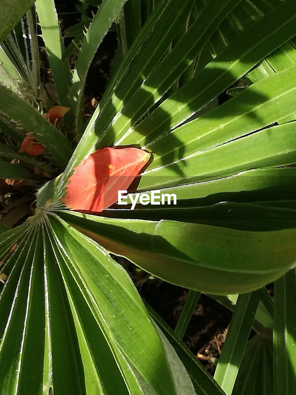 CLOSE-UP OF RED LEAF