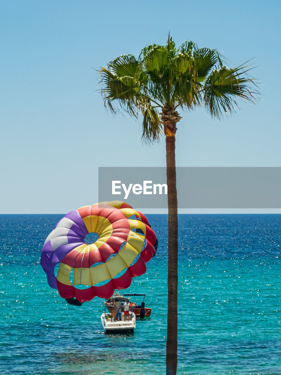 VIEW OF PALM TREE IN SEA
