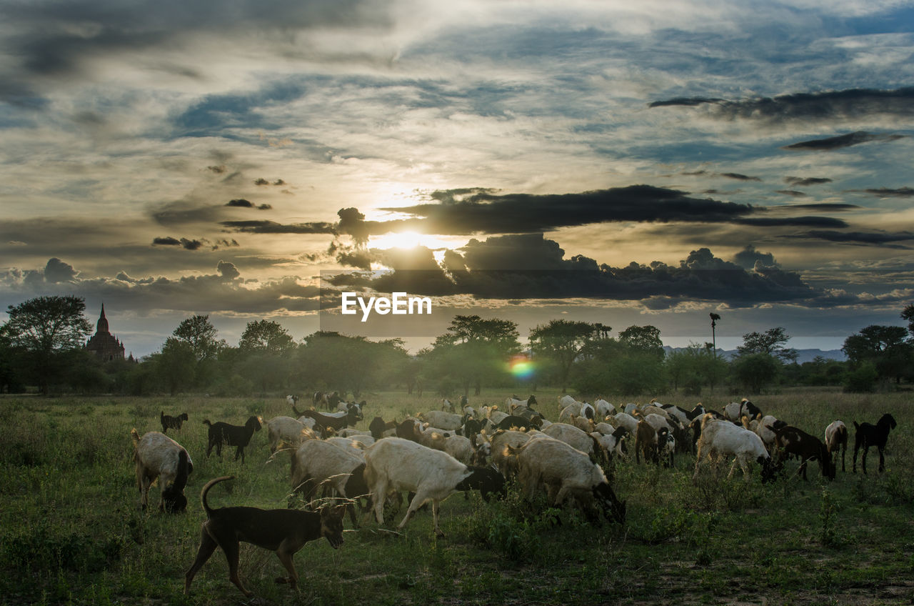 Flock of sheep grazing on field against sky during sunset