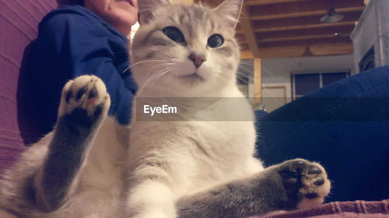 CLOSE-UP OF CAT SITTING ON HAND