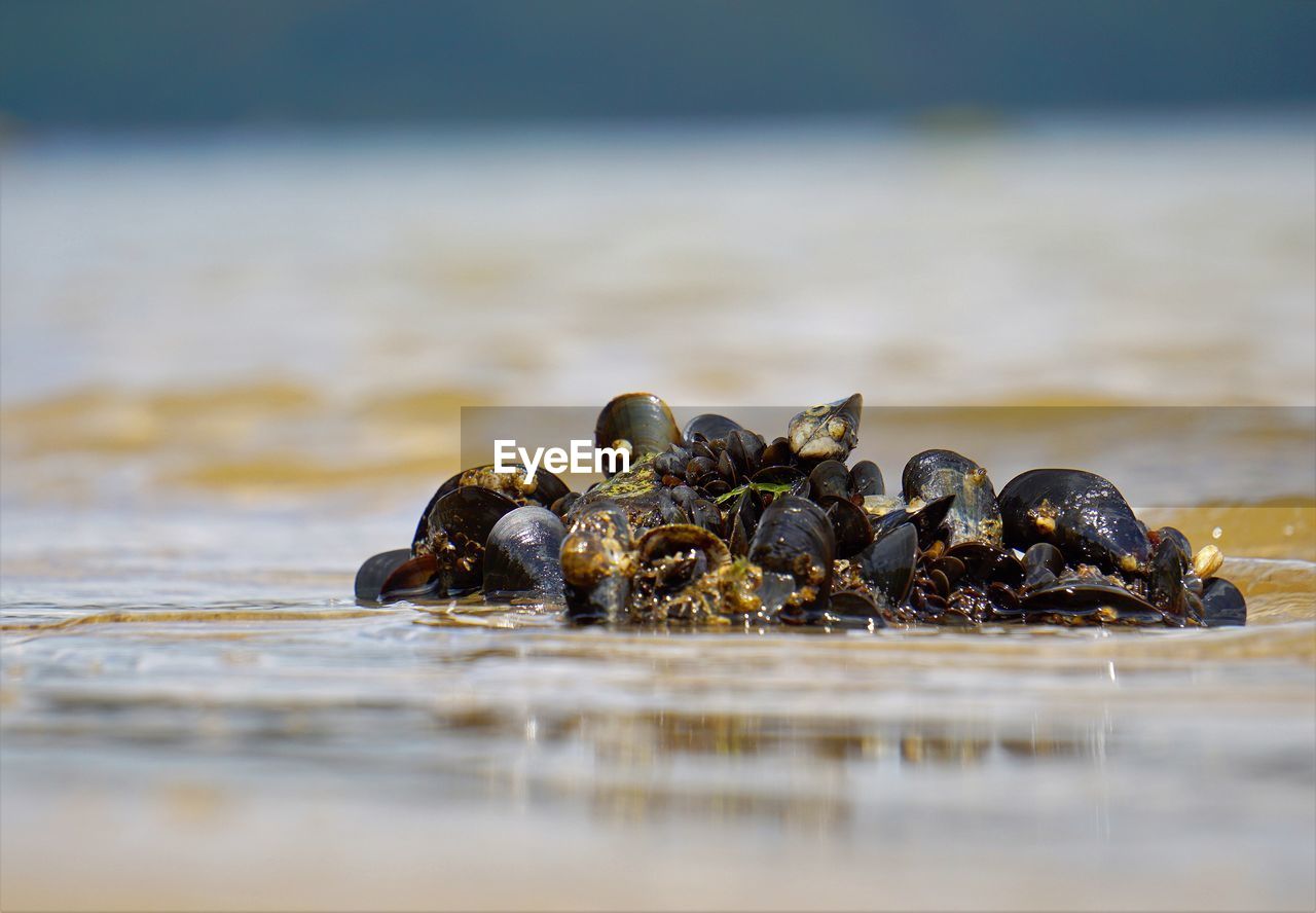 CLOSE-UP OF SHELLS ON THE BEACH