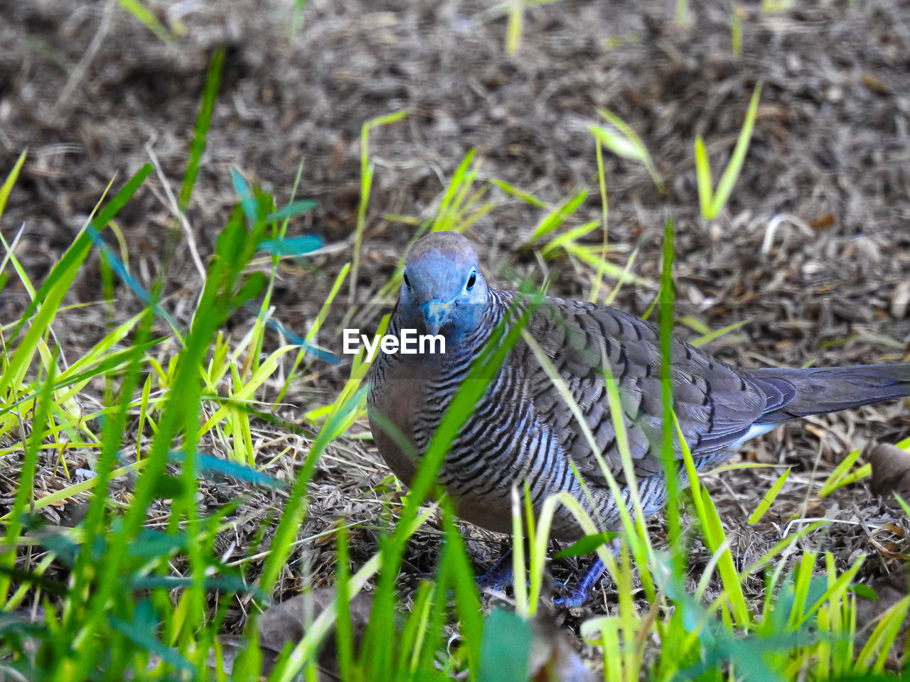 BIRD PERCHING ON A LAND