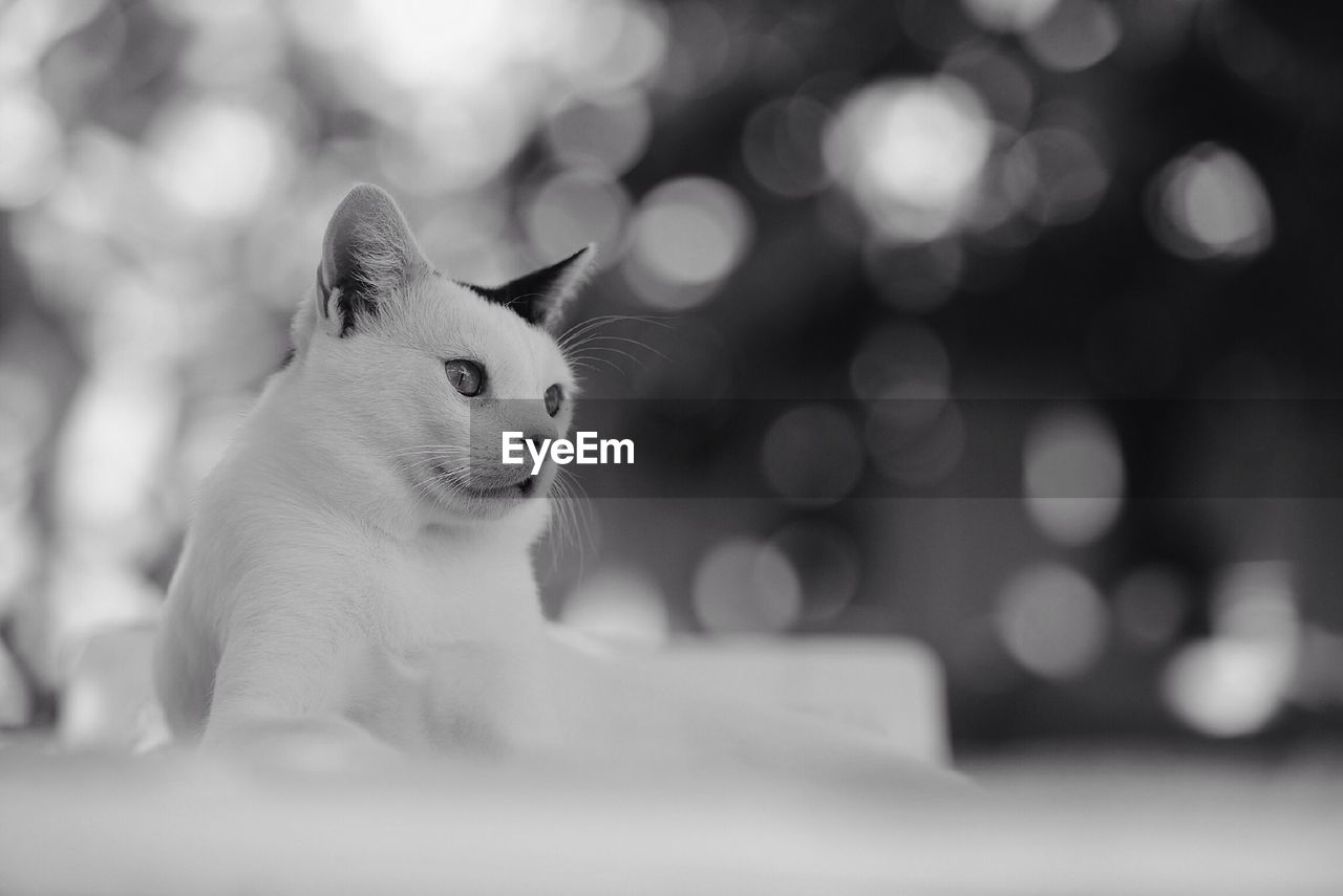 Cat looking away while sitting outdoors