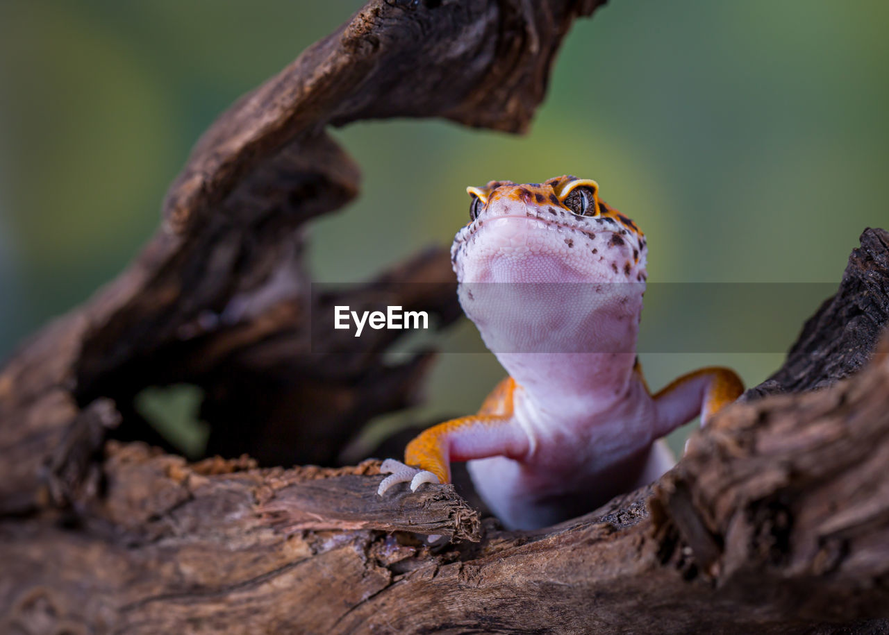 CLOSE-UP OF LIZARD ON TREE