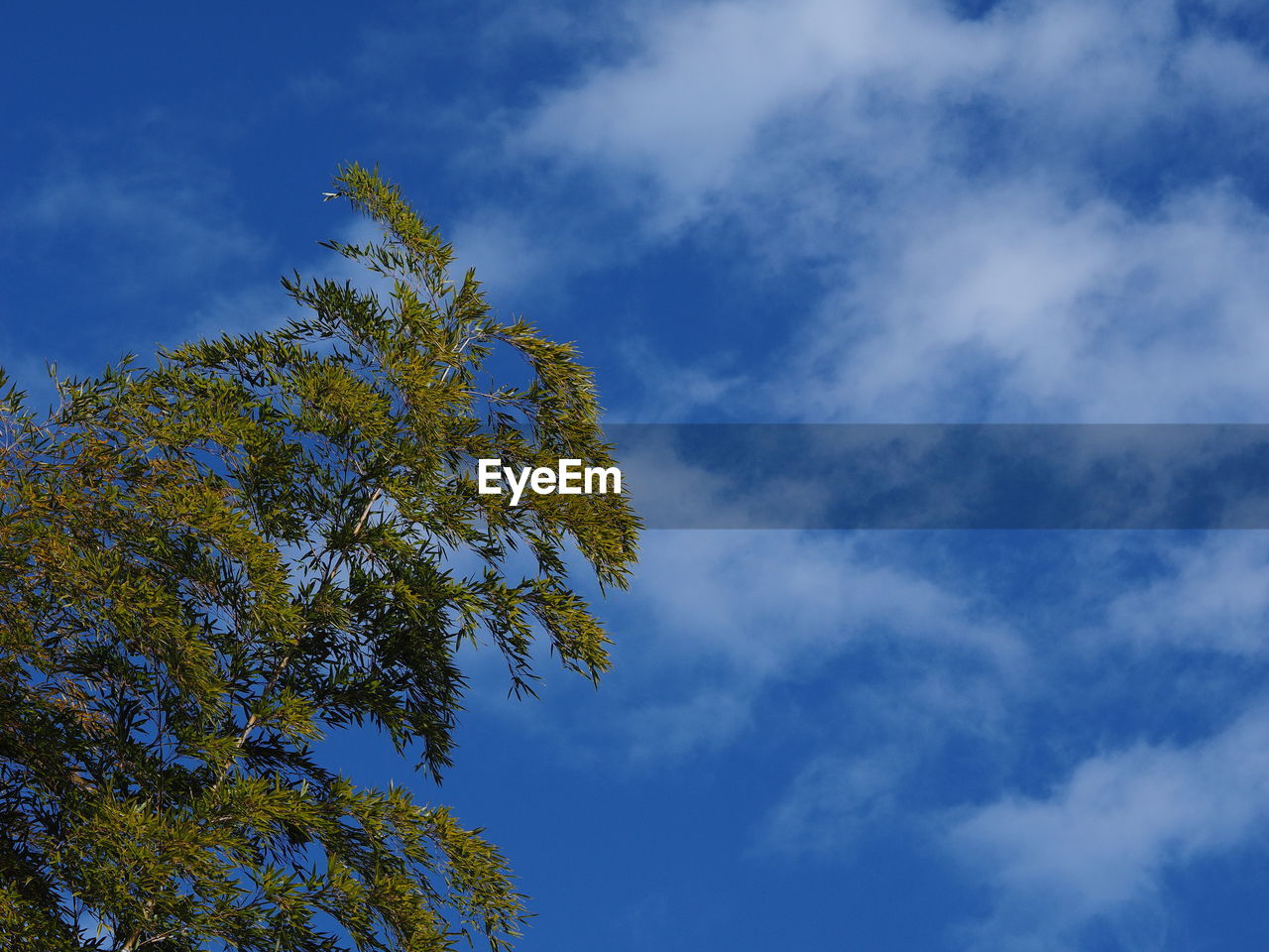 LOW ANGLE VIEW OF TREES AGAINST BLUE SKY