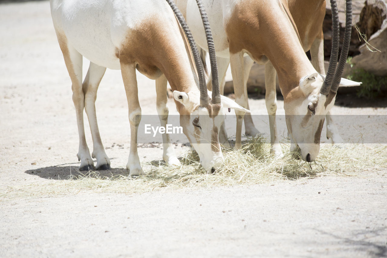 HORSE GRAZING IN RANCH