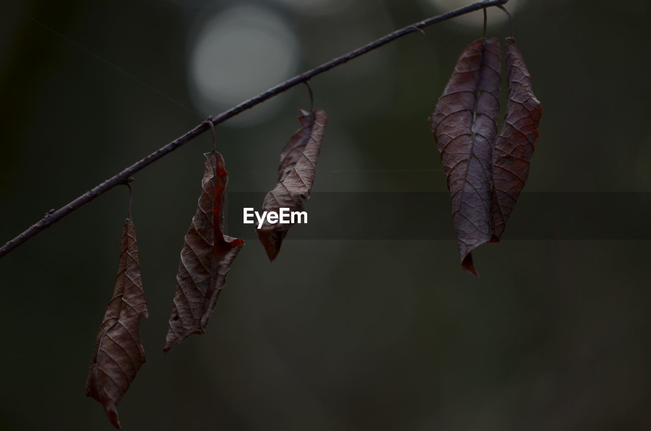 Close-up of dry leaves on branch