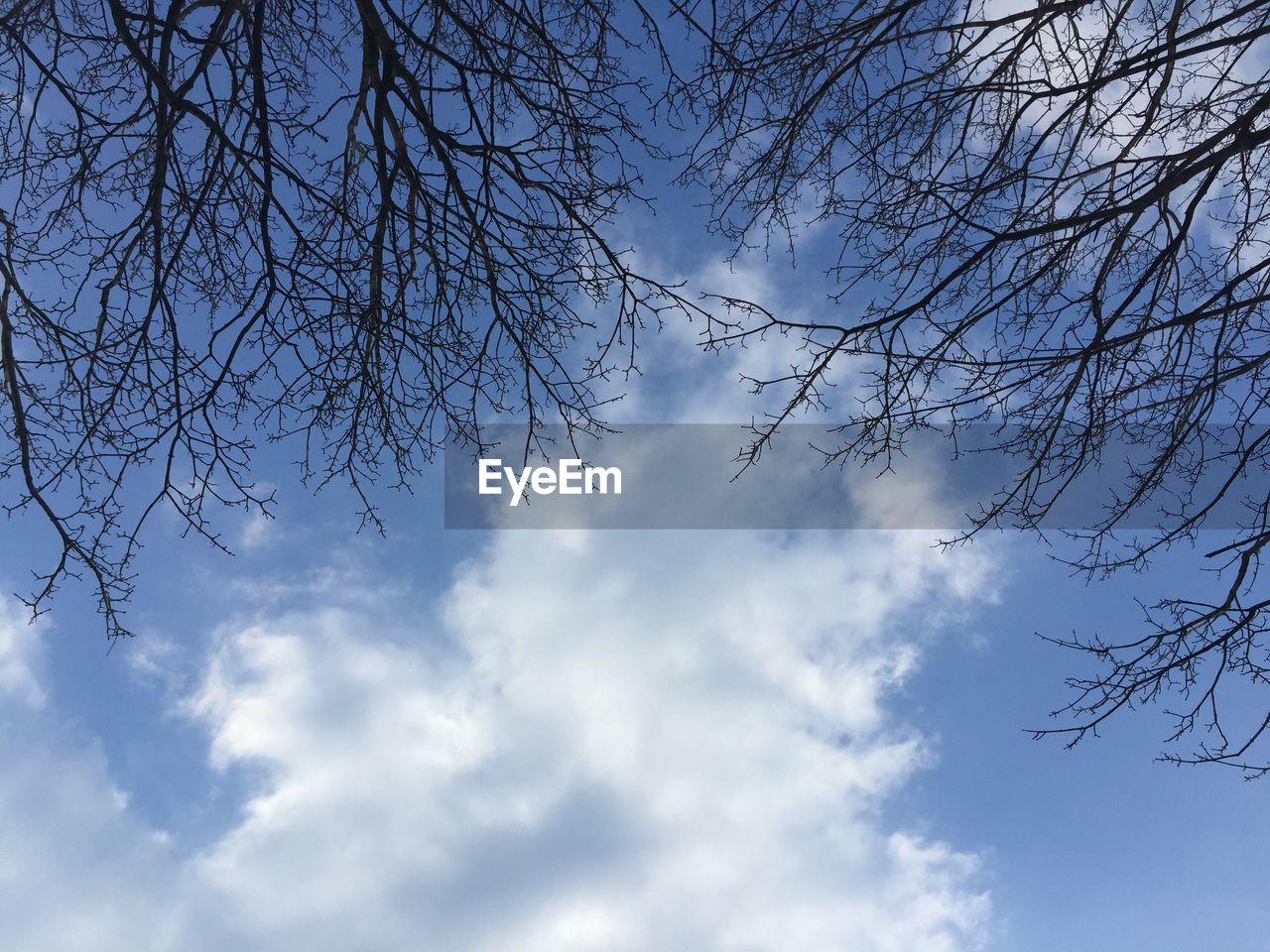 LOW ANGLE VIEW OF TREES AGAINST CLOUDY SKY