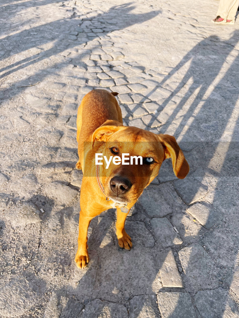 dog, pet, one animal, canine, mammal, animal themes, animal, domestic animals, shadow, sunlight, high angle view, day, no people, footpath, puppy, nature, carnivore, street, looking at camera, portrait, outdoors, city, standing, road