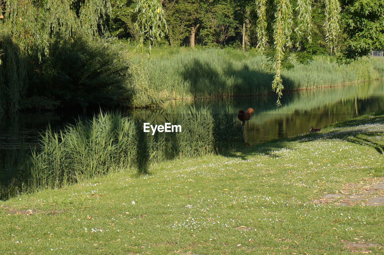 TREES BY LAKE