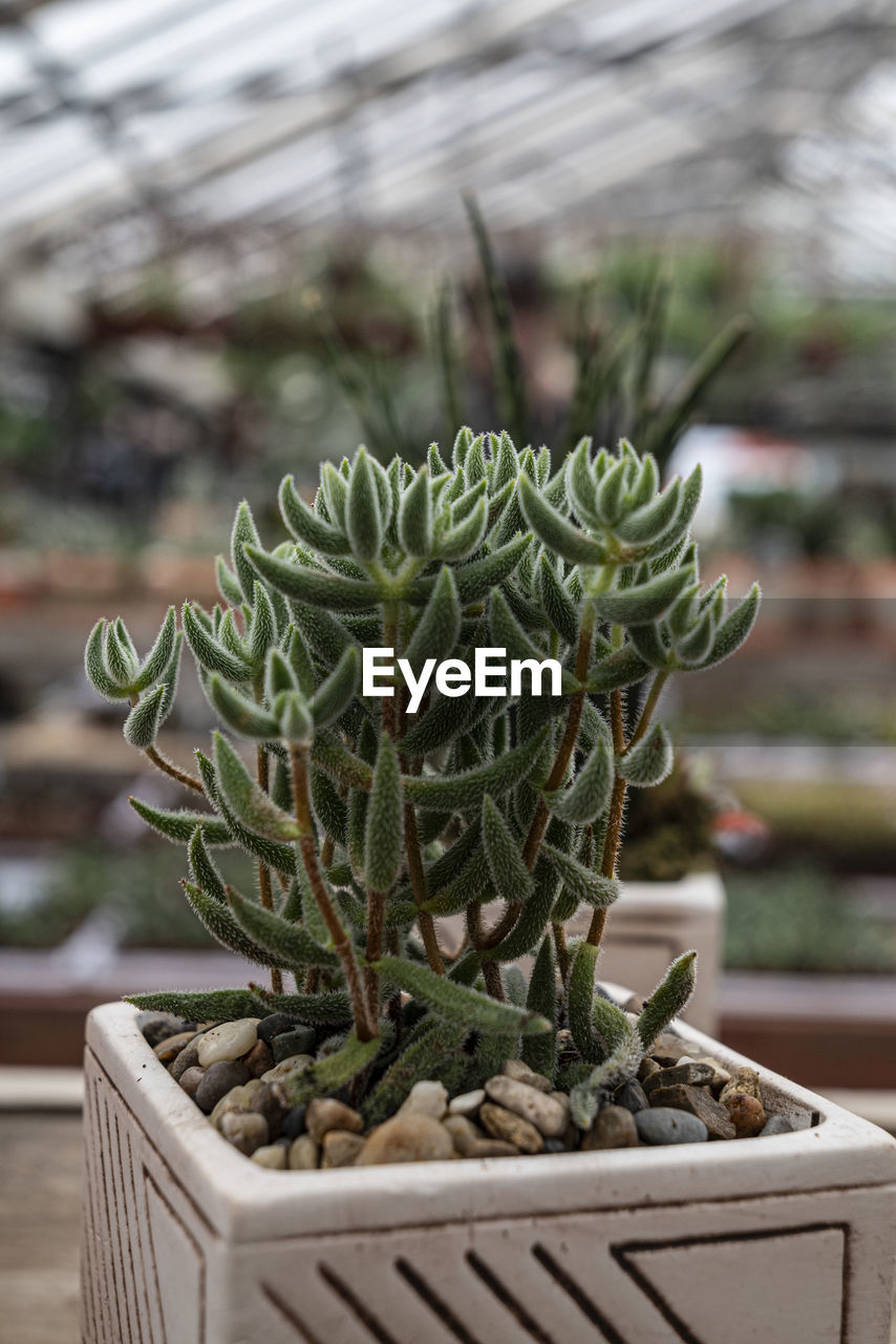 plant, growth, nature, green, flower, no people, potted plant, botany, greenhouse, focus on foreground, day, houseplant, succulent plant, outdoors, food, food and drink, close-up, cactus, beauty in nature, agriculture, plant nursery