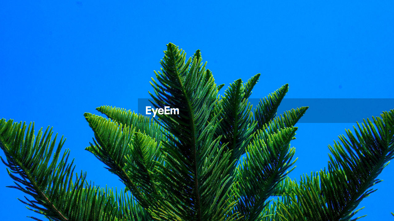 CLOSE-UP OF PALM TREE AGAINST BLUE SKY