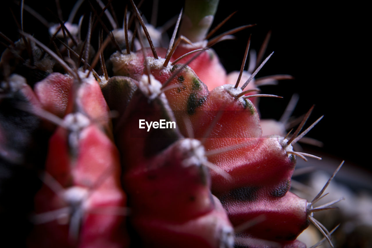 Close up on textuure of red gymnocalycium cactus