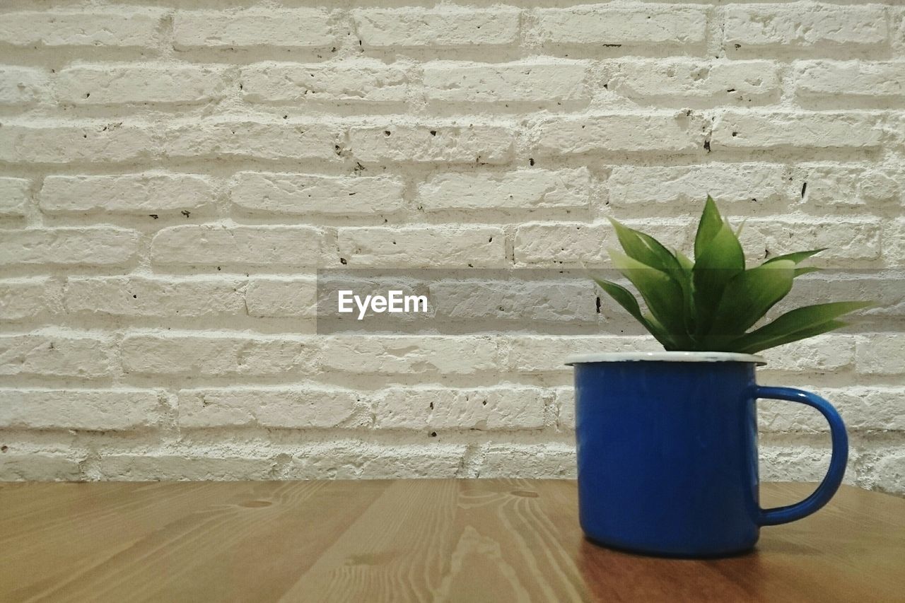 Close-up of potted plant in coffee cup on table against wall