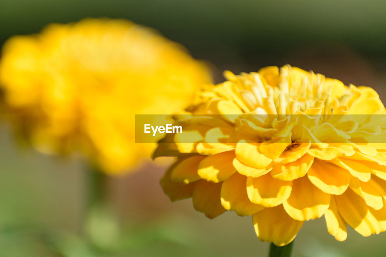 CLOSE-UP OF YELLOW FLOWER