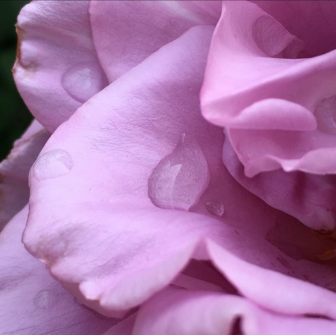 Extreme close-up of water drops on rose petals