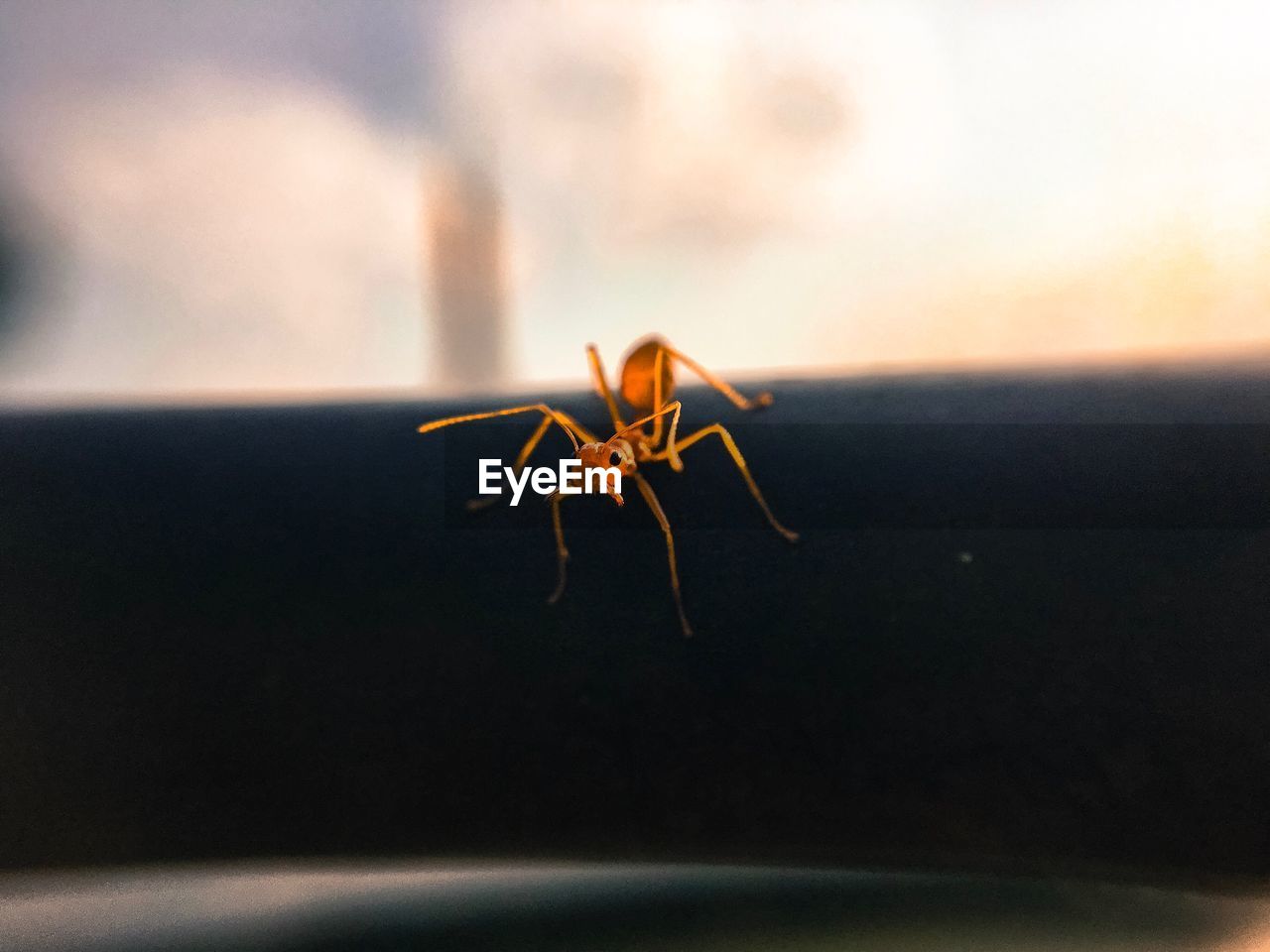 CLOSE-UP OF INSECT AGAINST SEA DURING SUNSET