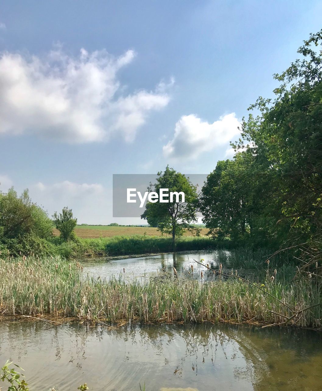 PLANTS GROWING BY LAKE AGAINST SKY