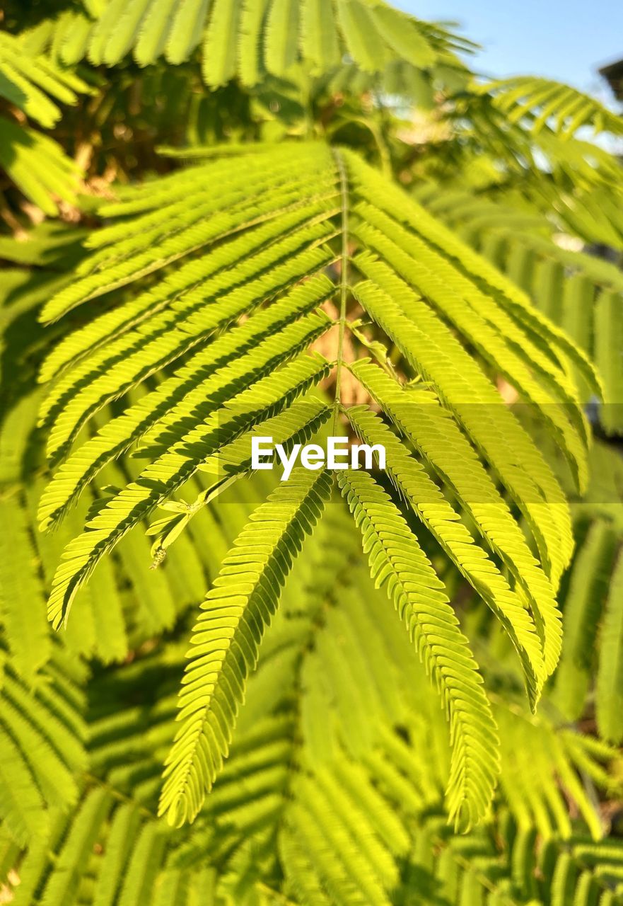 Close-up of fern leaves