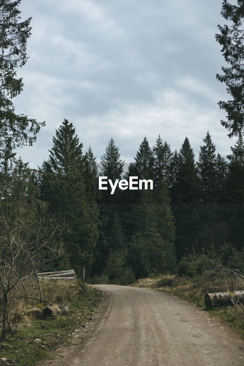 Road amidst trees in forest against sky