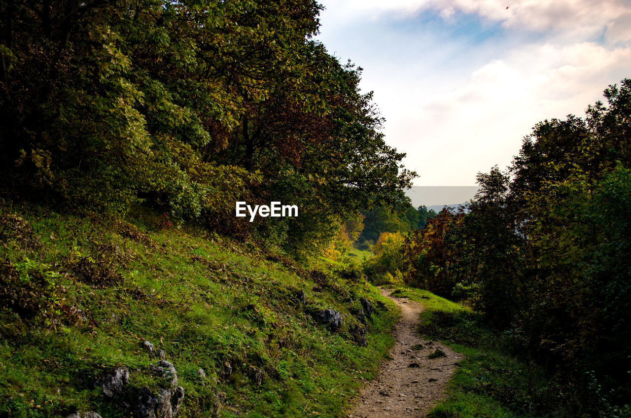 Scenic view of forest against sky