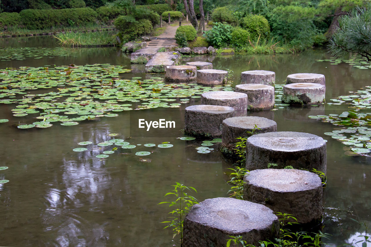 Rocks amidst lilypads in pond at park