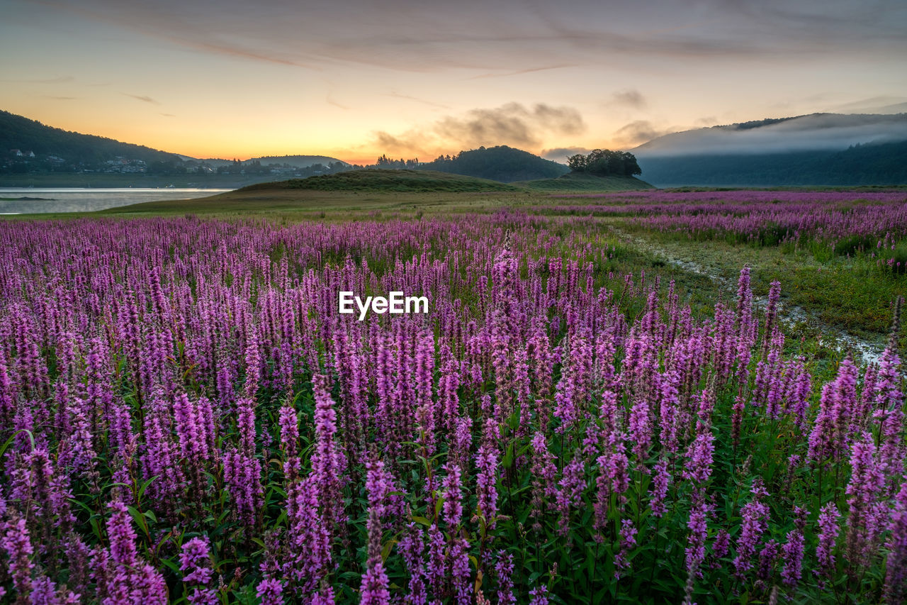 Purple flowering plants on field against sky during sunset