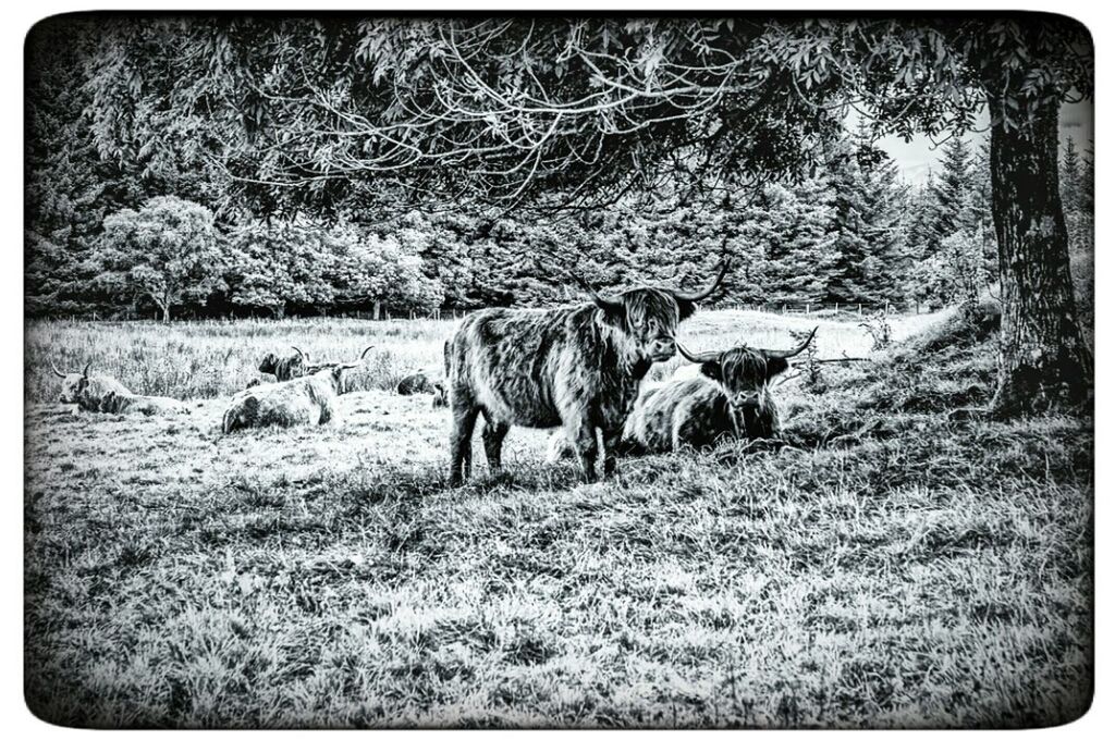 Highland cattle on field