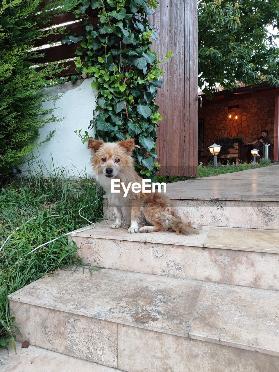 mammal, animal themes, animal, one animal, pet, domestic animals, plant, dog, no people, tree, canine, architecture, nature, sitting, staircase, day, backyard, portrait, built structure, looking at camera, outdoors, feline, cat, relaxation